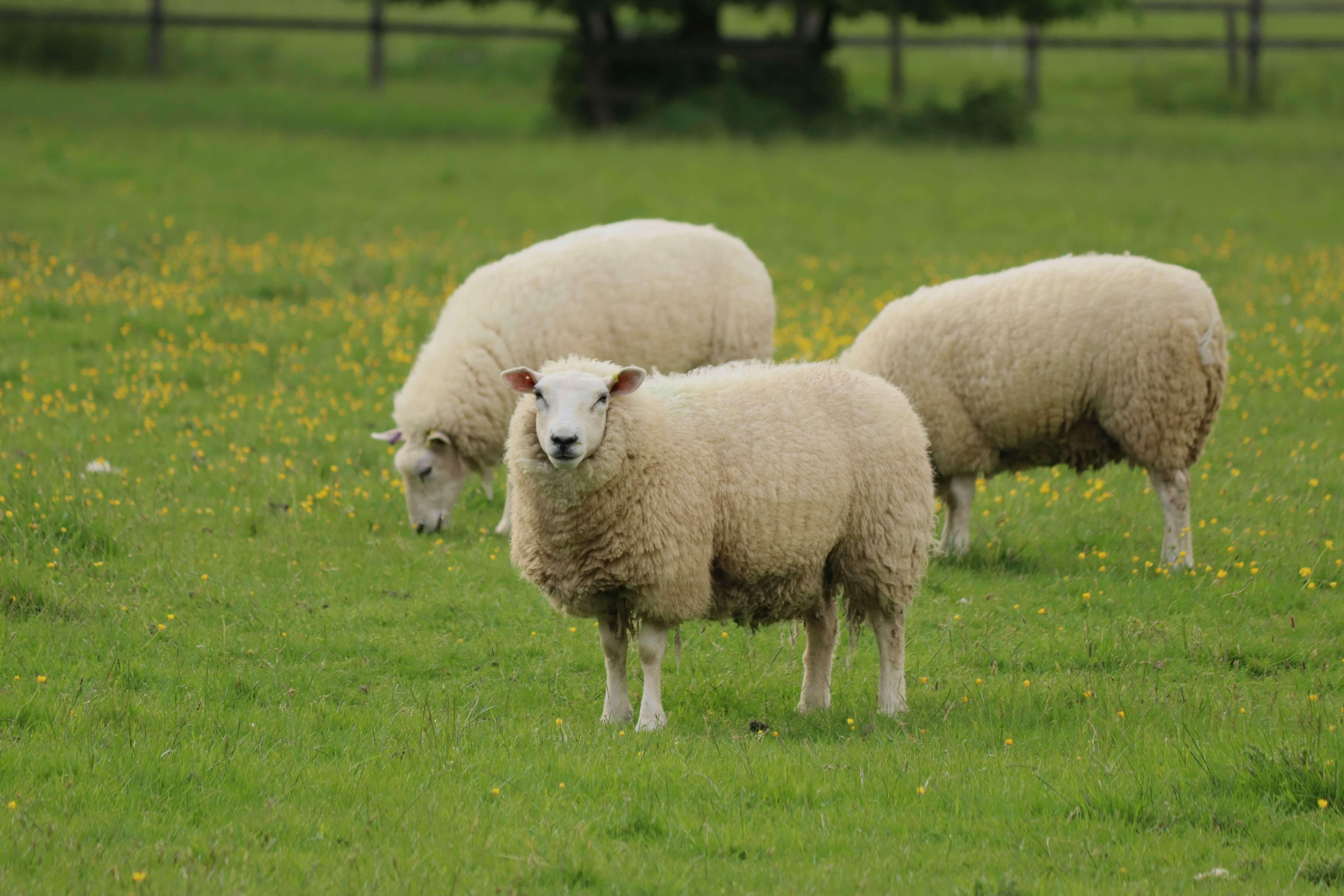 vlastnosti a výhody ovčej vlny1
